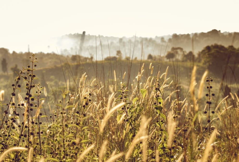 Asal “tolerance”: Exploring Its Mood and Meaning