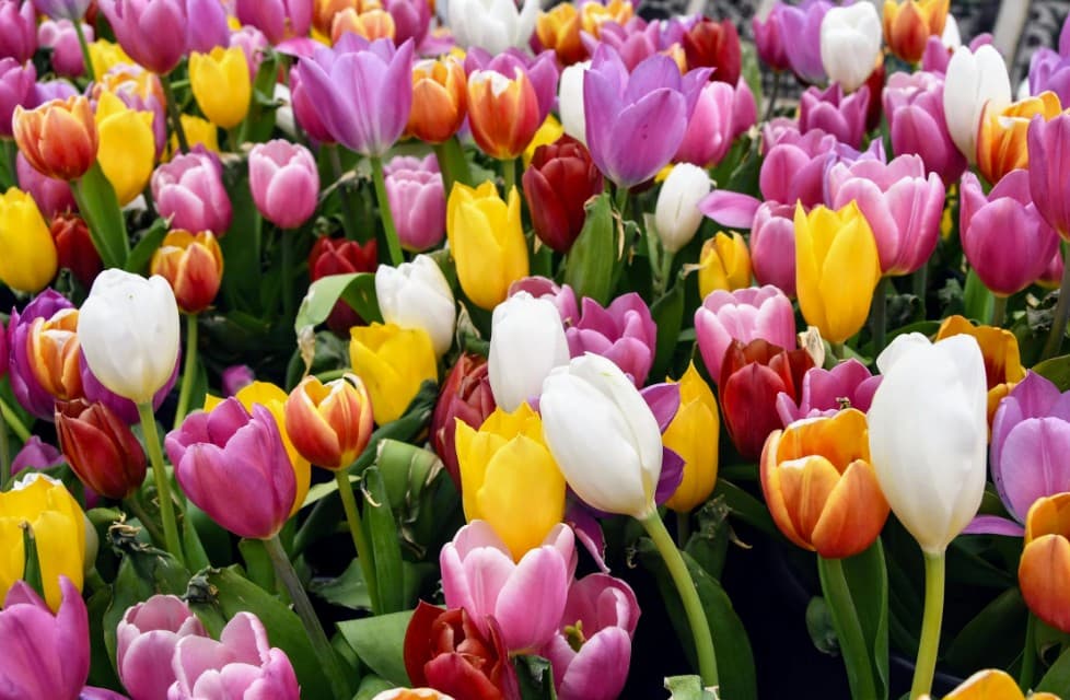 Spring Playlist: 10 Songs for Sunshine and Brighter Days
